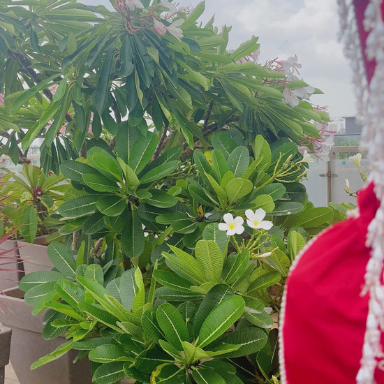 Parizaad Potli with Strap