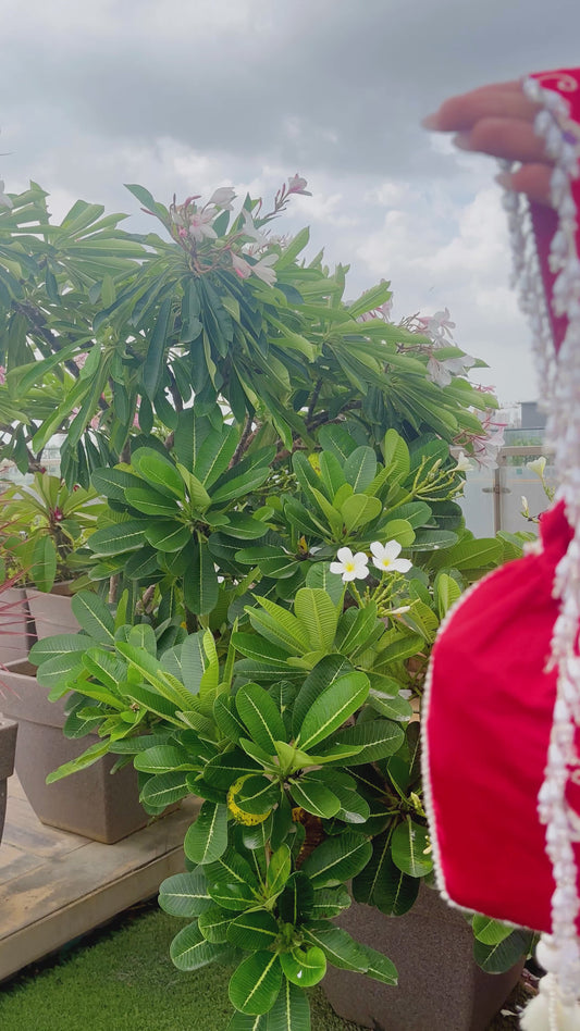 Parizaad Potli with Strap